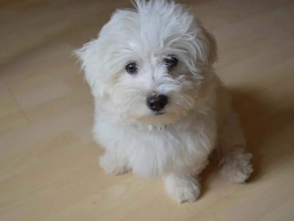 송파 주택가 1:1 소형견 미용실이에요